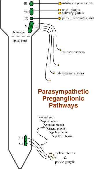 Parasympathetic Preganglinic Pathways