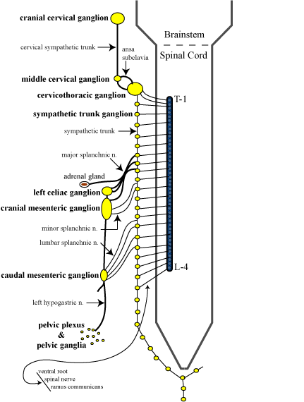 lateral horns of the spinal cord contain