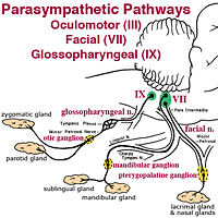 parasympathetic pathway