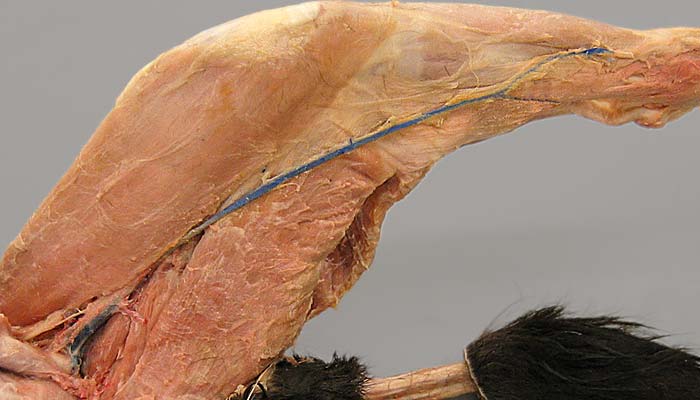 where is the saphenous vein located in a dog