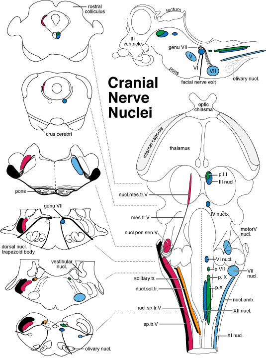 Cranial Nerve Nuclei