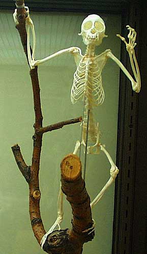 Spider Monkey Skeleton.