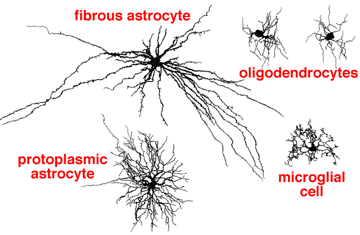 protoplasmic astrocytes