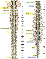 Lab 2 Spinal Cord Gross Anatomy