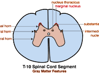 lateral horns of the spinal cord contain