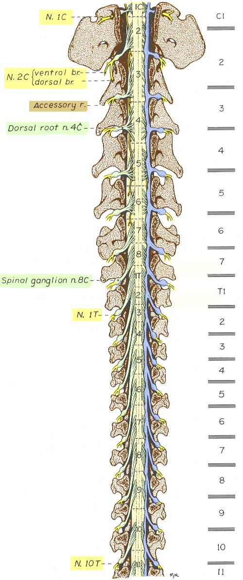 رائع بالصور Spinal Cord Gross