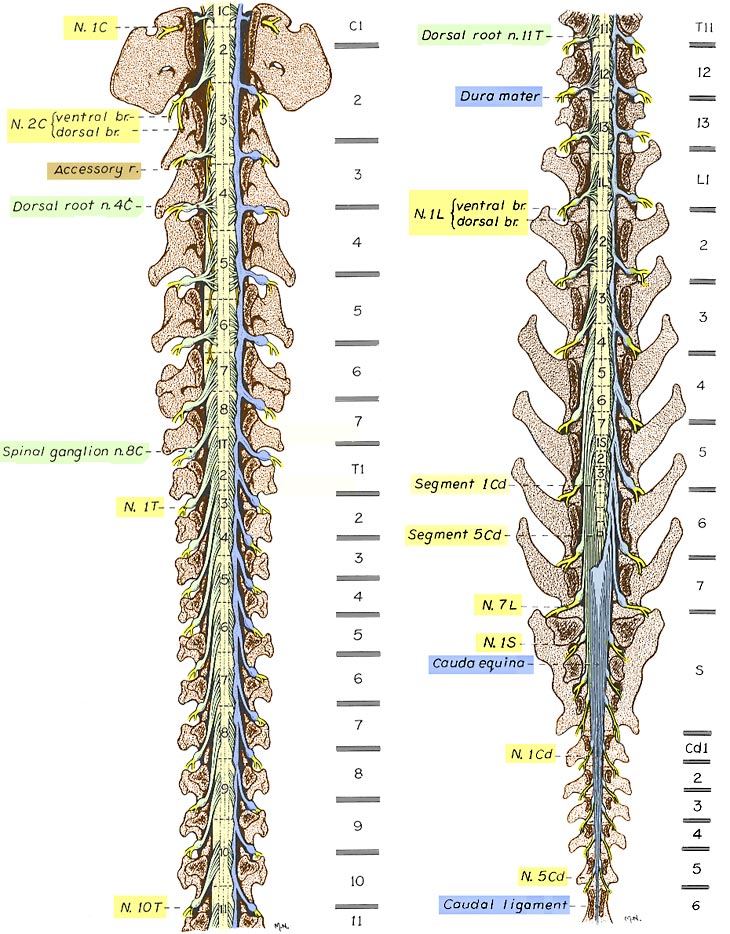 segments of spinal cord. Spinal cord segments are