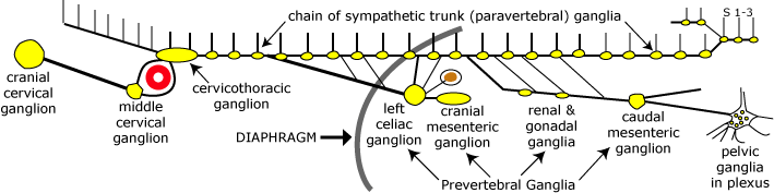 autonomic ganglia
